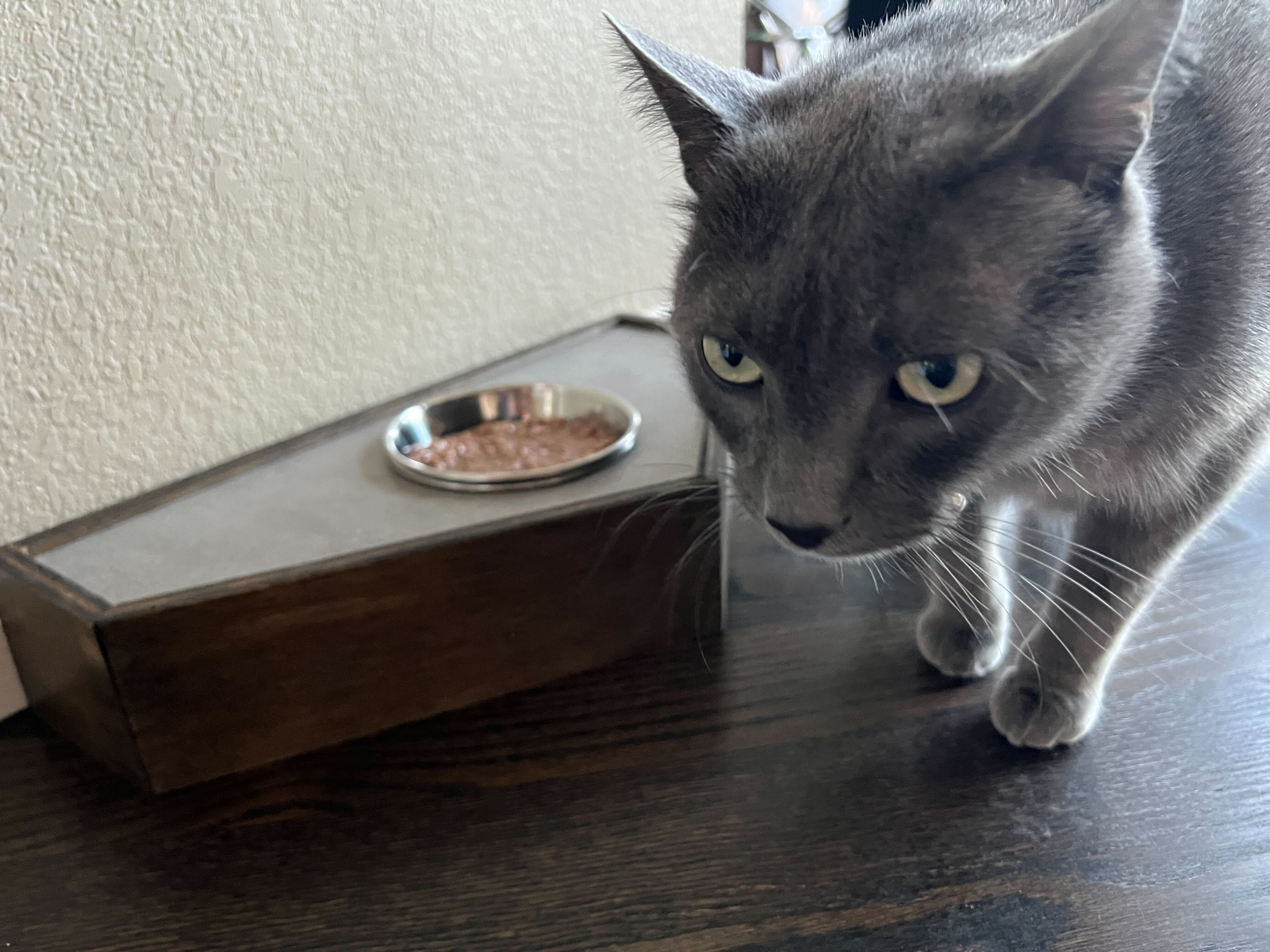 Pet Feeding Station: A raised feeding stand that keeps bowls steady and pets comfortable while they eat. Clean lines, solid build, no wobble.